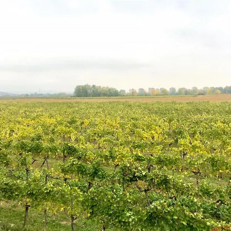 Weinblick